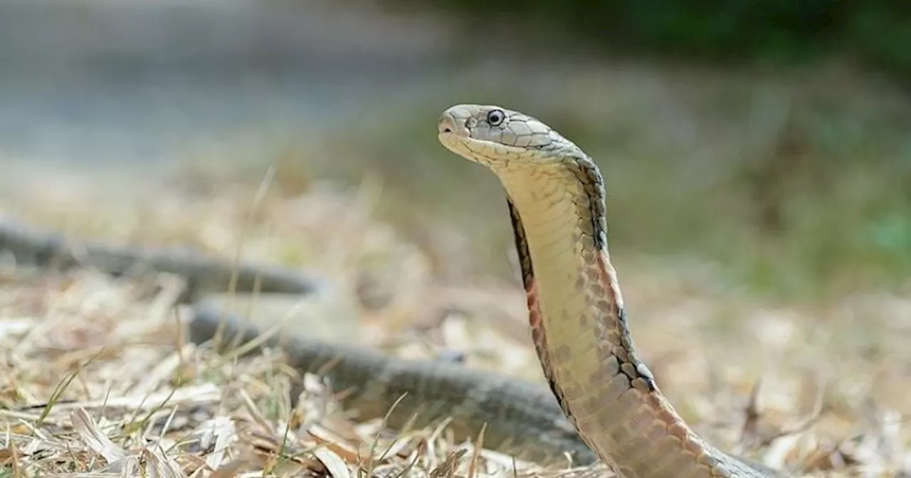 Viable Treatment for Cobra Bites Assured by Public Health Expert