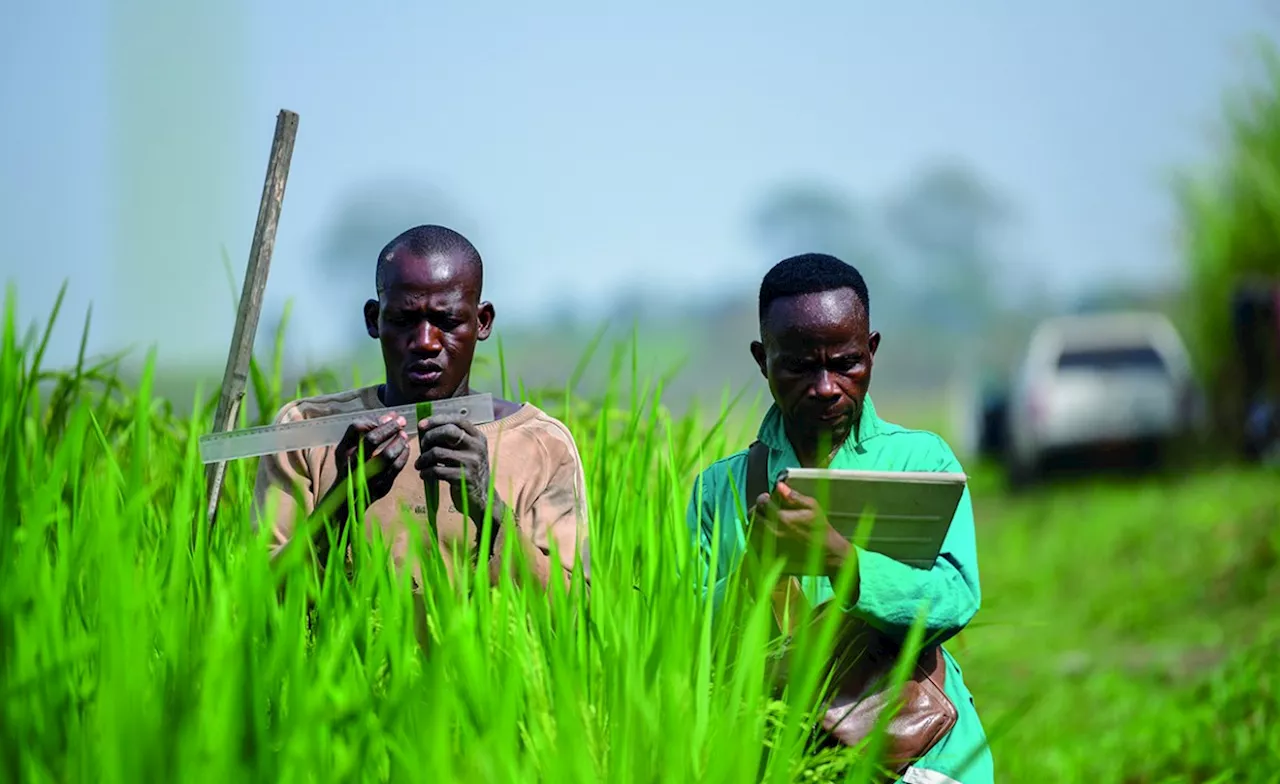 Field Workers Check Progress of Rice Growing in AfricaRice's Research Campus