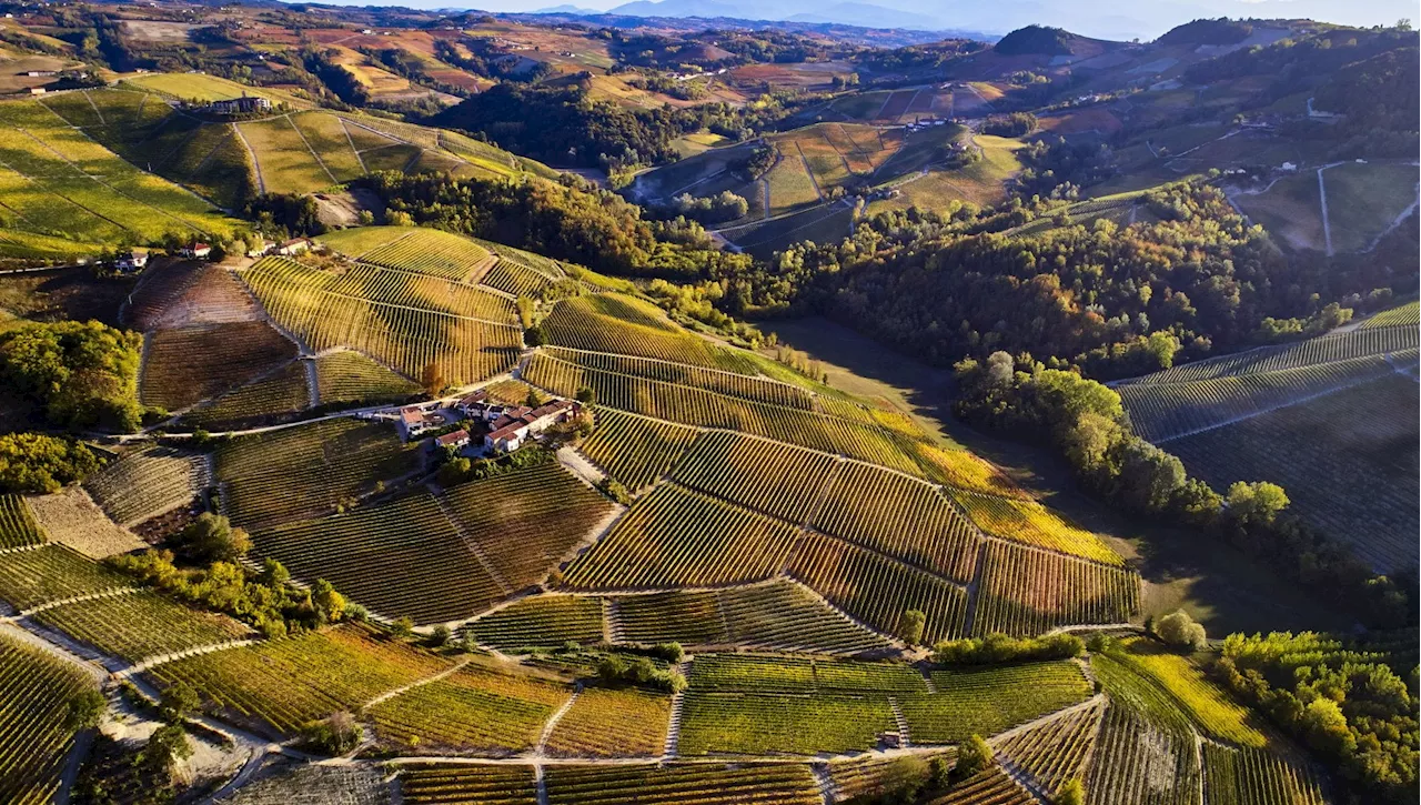 Barolo e Barbaresco guardano al presente e al futuro