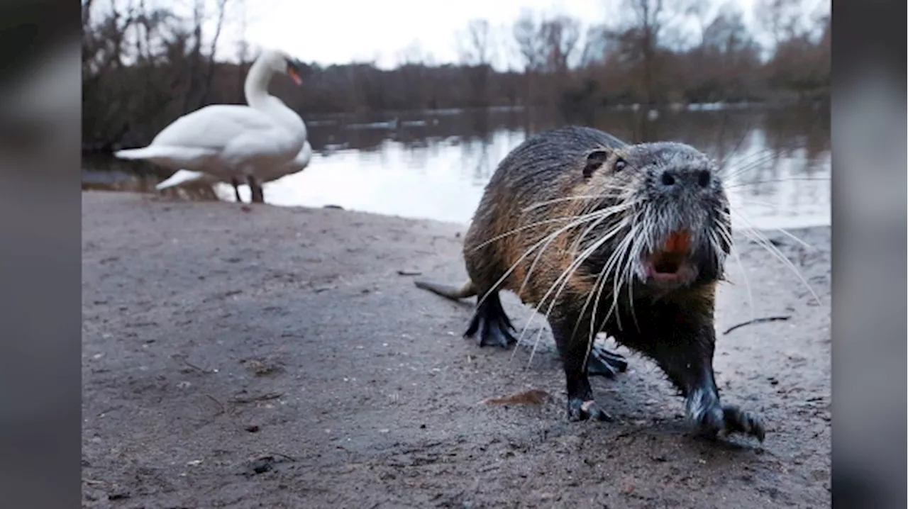 New Additions to Ontario's Invasive Species List