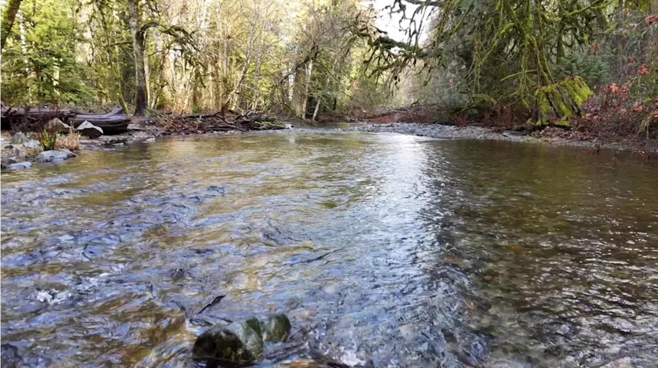 Low Snowpack Levels Raise Concerns for Salmon Spawning Habitat