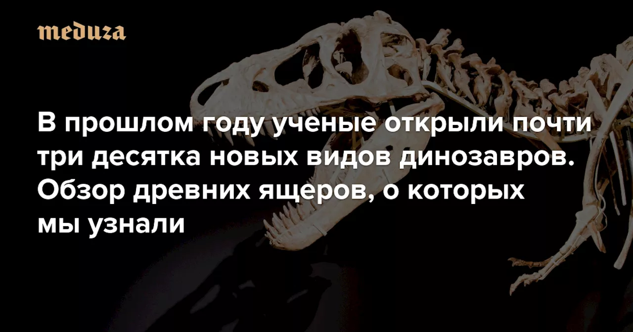 Факт о 2023-м, который вы вряд ли знаете: в прошлом году ученые открыли почти три десятка новых видов динозавров Обзор оперенных, утконосых, «двуликих», рогатых и некоторых других древних ящеров, о которых мы теперь знаем — Meduza