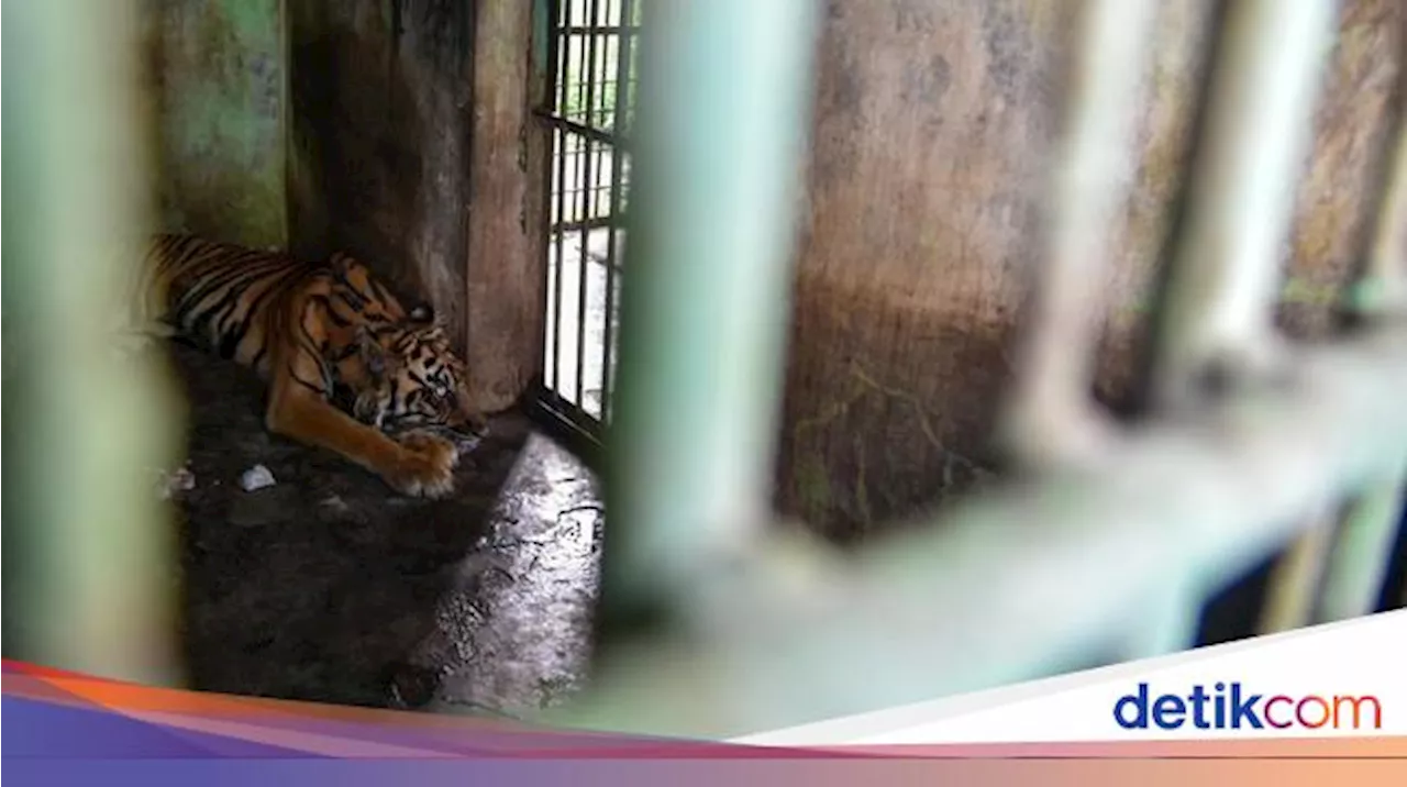 Satu Lagi Harimau Sumatera di Medan Zoo Mati