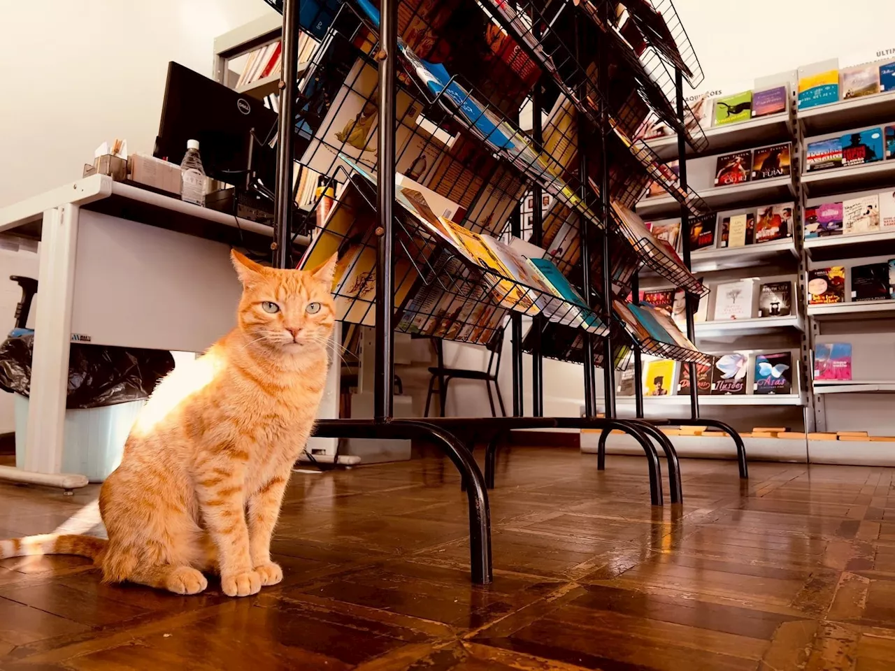 Com mudança de biblioteca, 'gato leitor' perde casa e procura nova família