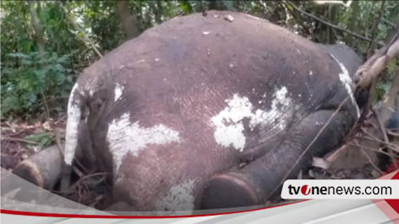 Kembali, Seekor Gajah Betina Mati dalam Kawasan HPT di Mukomuko