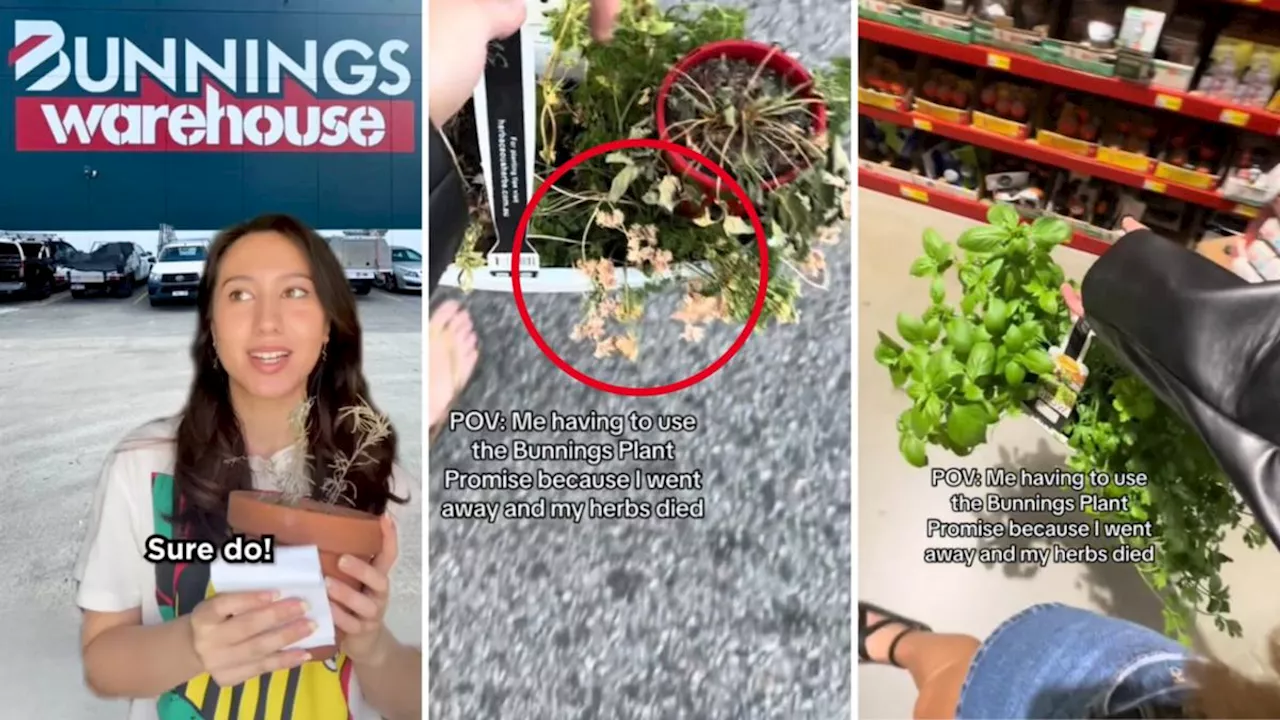 Bunnings offers replacement or refund for dead plants