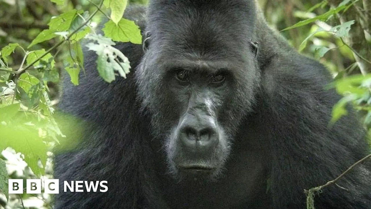 Gorilla Charges Wildlife Cameraman in DR Congo