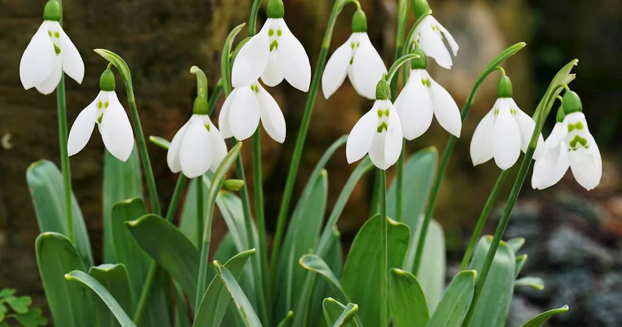 Irish Gardeners Face Challenging Year in 2023