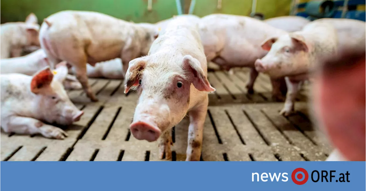 Verfassungsgerichtshof kippt Übergangsfrist für Verbot von Vollspaltenböden in der Schweinezucht