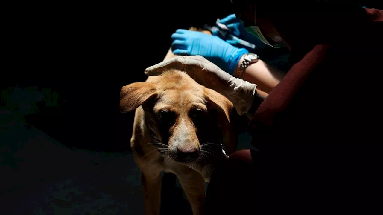 Polda Jateng Selidiki Penjualan Daging Anjing di Solo Raya