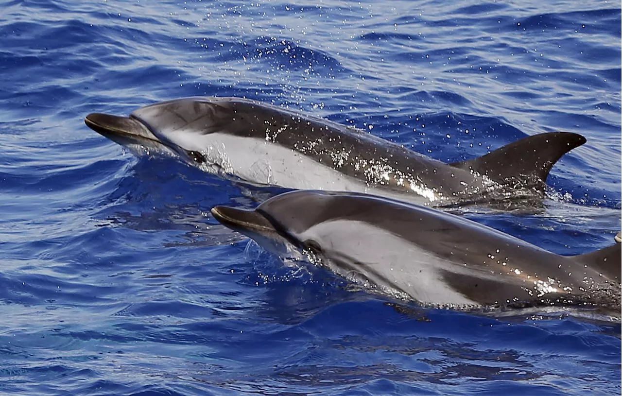 Fermeture de la pêche dans le golfe de Gascogne pour protéger les dauphins