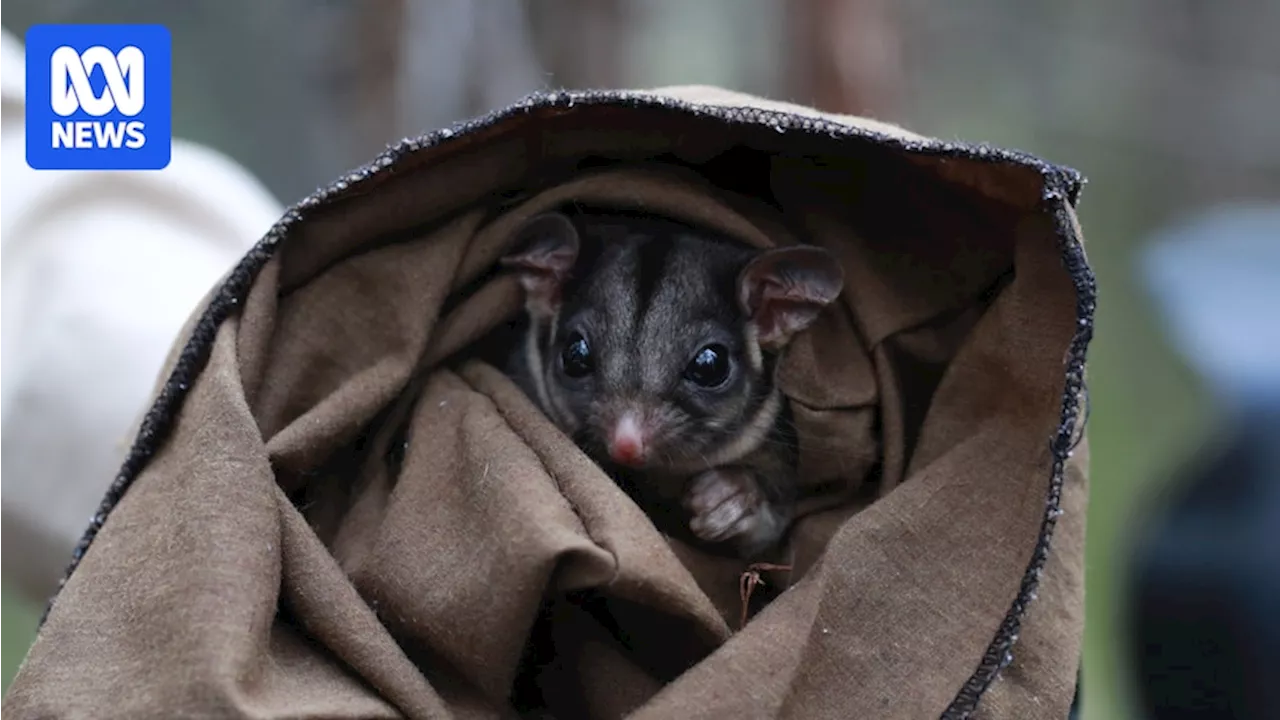 Climate-adjusted seeds key to preserving Victorian forests and endangered lowland Leadbeater's possums