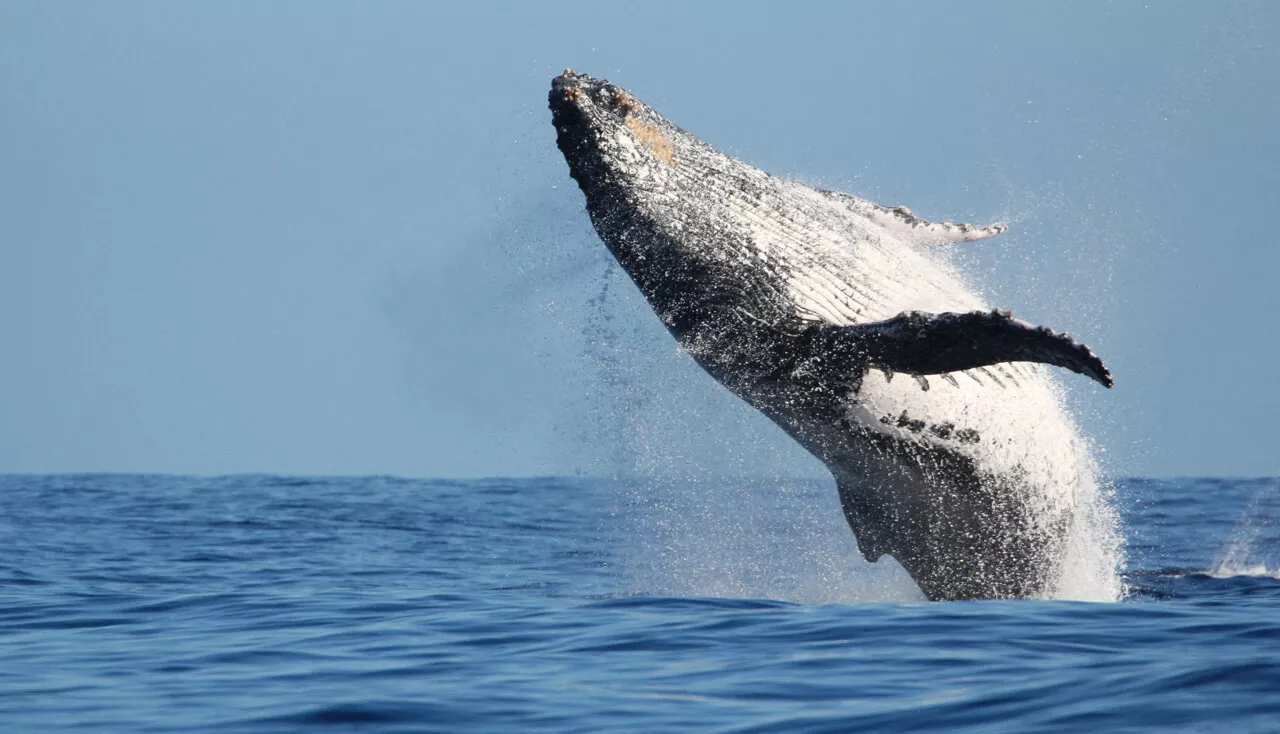 Le défenseur des baleines Paul Watson en prison : dans quels pays chasse-t-on encore ce mammifère marin ?