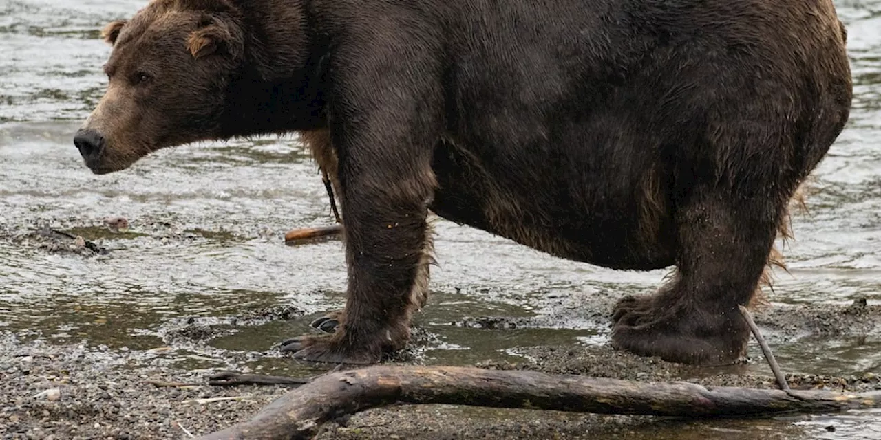 Fat Bear Week bracket delayed because of bear kill, Brooks River corridor closed to fishing