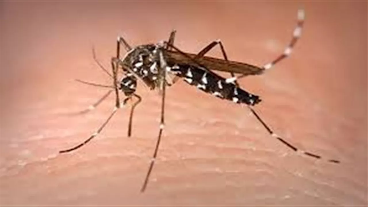 الصحة العالمية تطلق خطة لمكافحة حمى الضنك