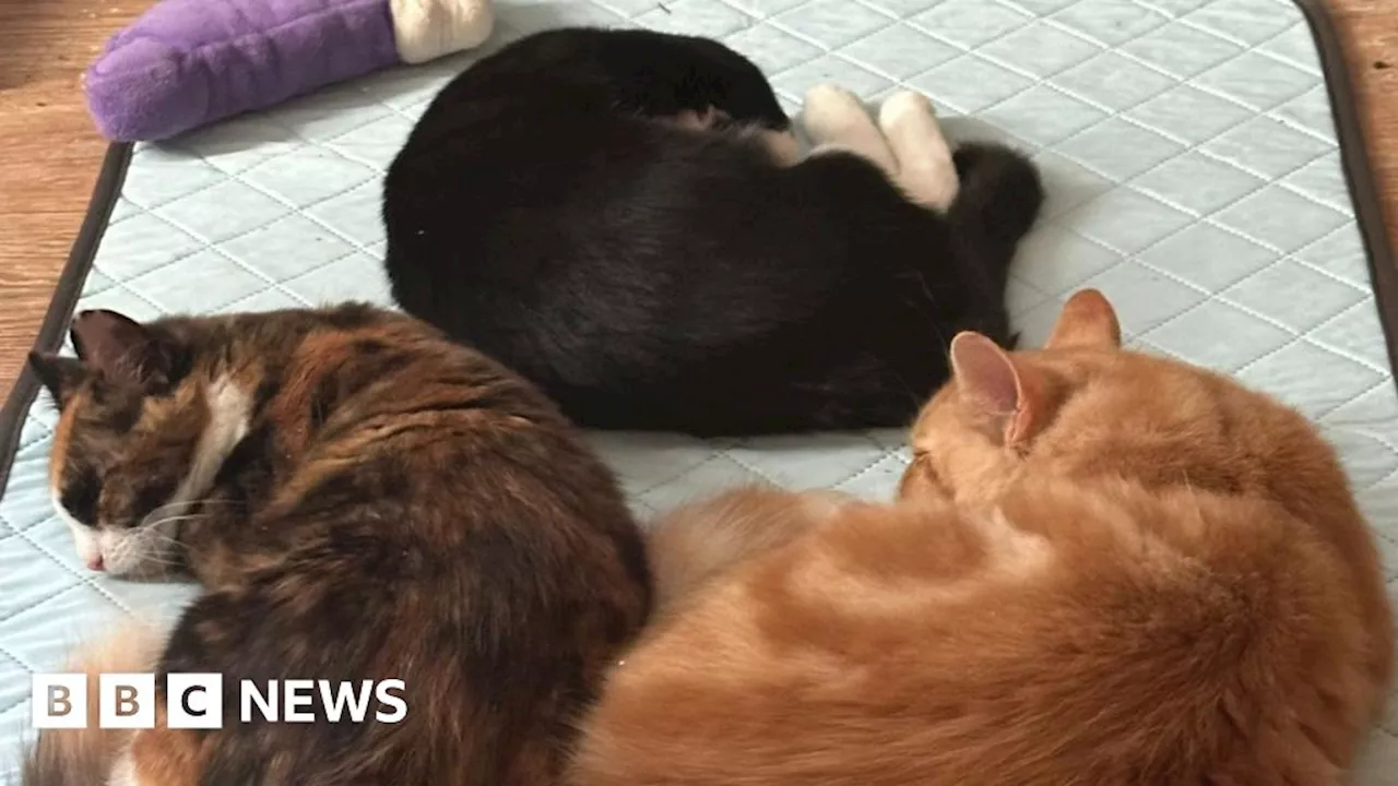 Cat centre asking for Londoners' help as it is forced to close