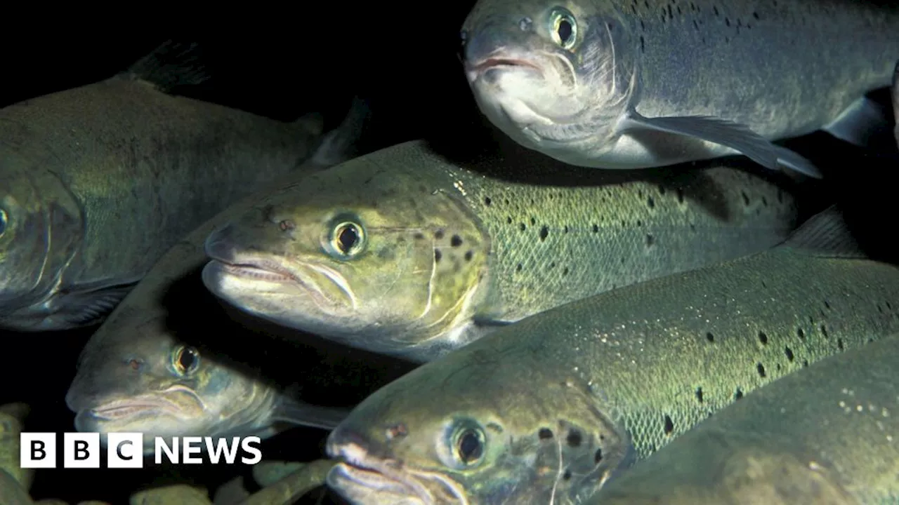 Escaped farmed salmon pose threat to wild population in Northern Ireland