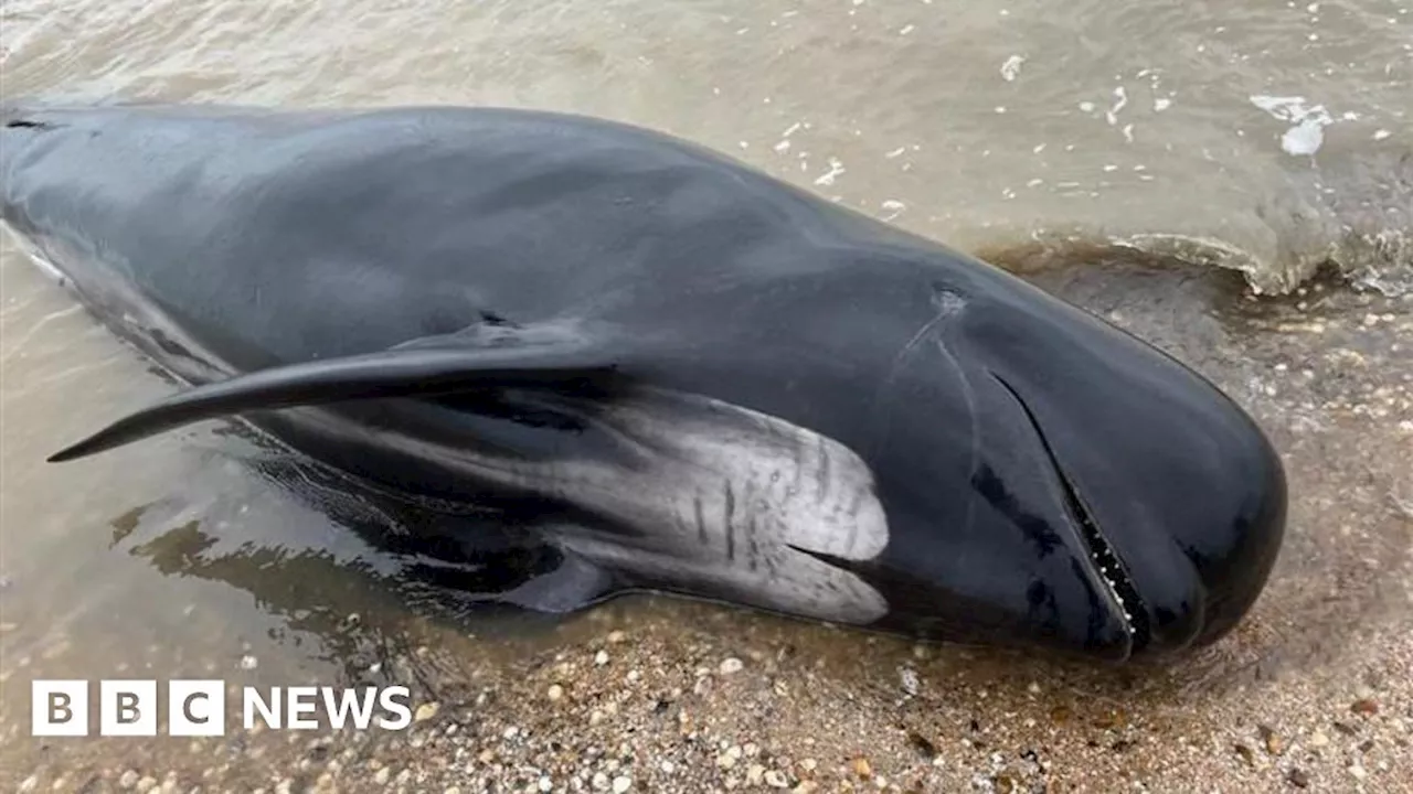 Swale Estuary: Four whales dead after washing up on Kent coast