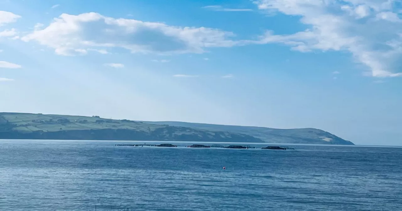 Thousands of salmon escape fish farm cage sparking fears for wild population