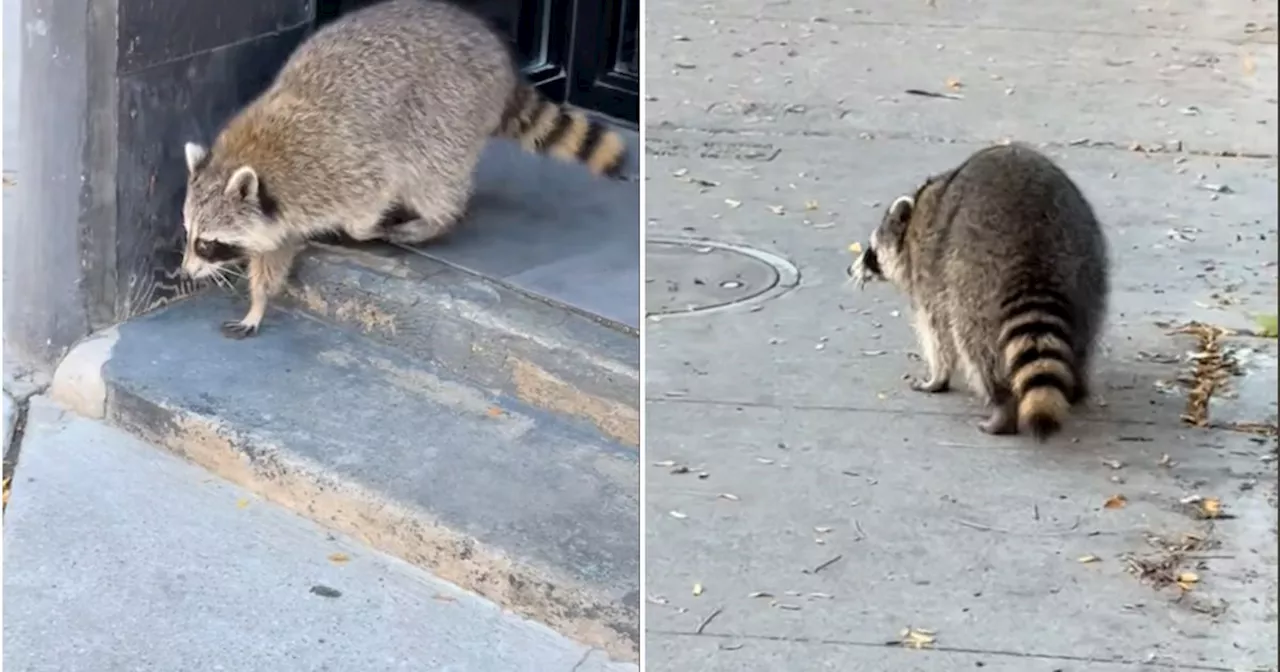 Nick Carter obsesses over Toronto's raccoons on recent visit to the city