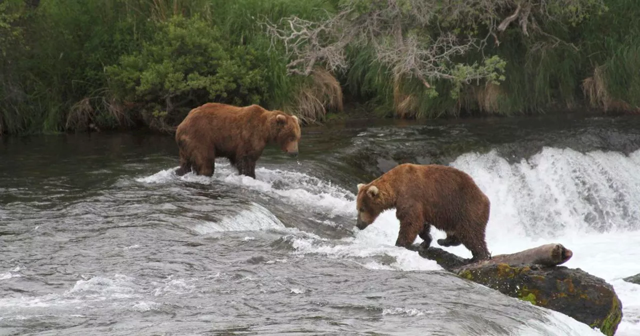 Bear death caught on camera postpones Fat Bear Week plans: 'Harsh realities'