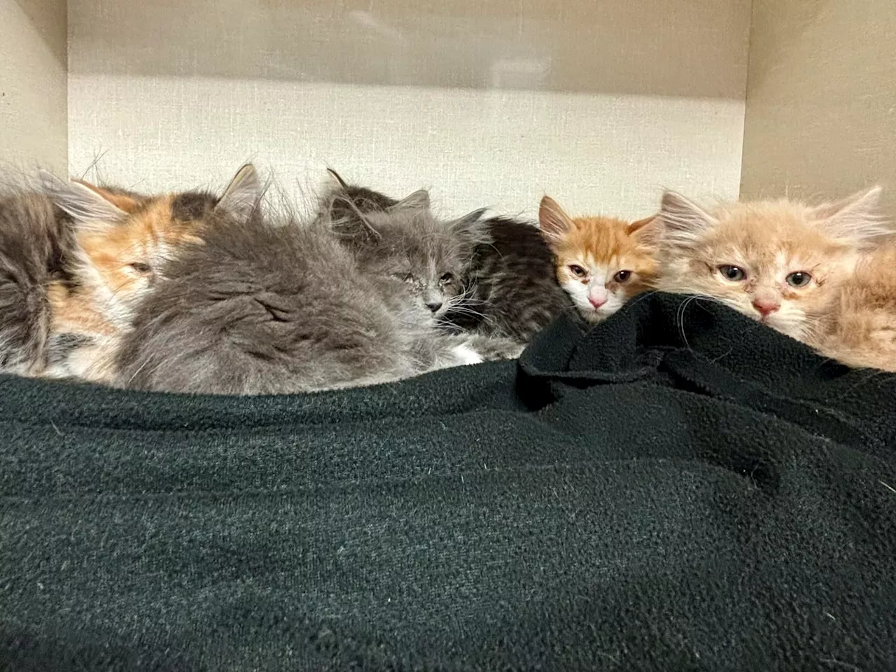 Abandoned kittens found in parking lot, now getting care at CRD Animal Shelter