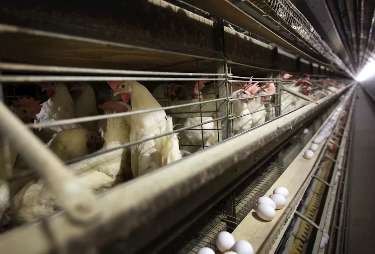 Human-to-human spread of bird flu in Missouri: What to know