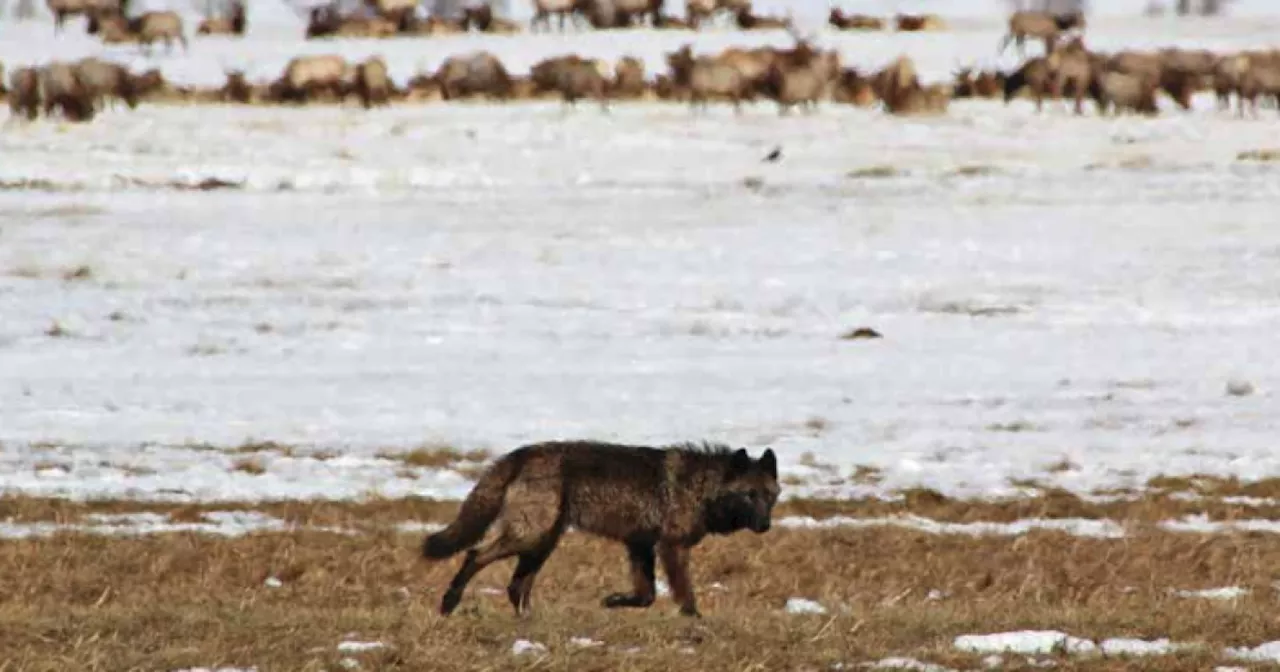 Colorado Livestock Groups Urge Delay in Gray Wolf Reintroduction