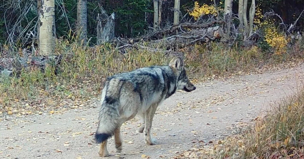 CPW believed it captured all of the Copper Creek wolf pack. Operations are now underway to catch 1 more pup