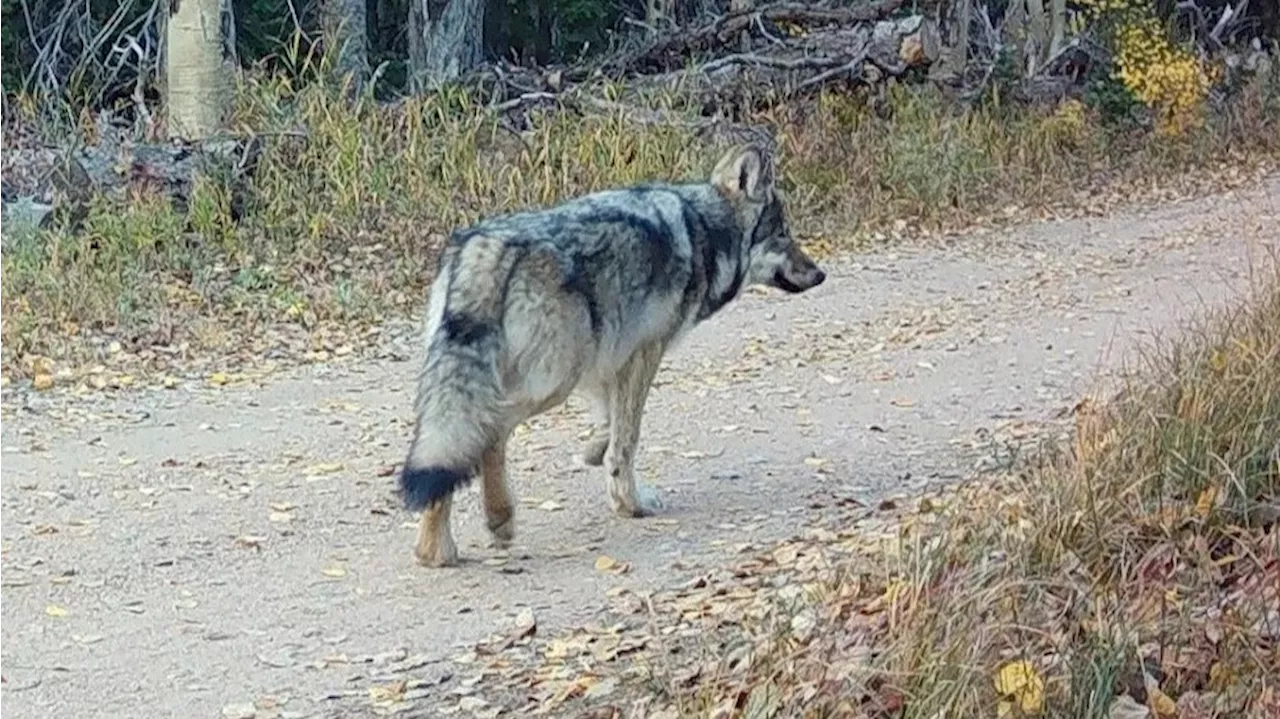 Colorado parks officials seek straggler wolf pup after relocating Copper Creek pack