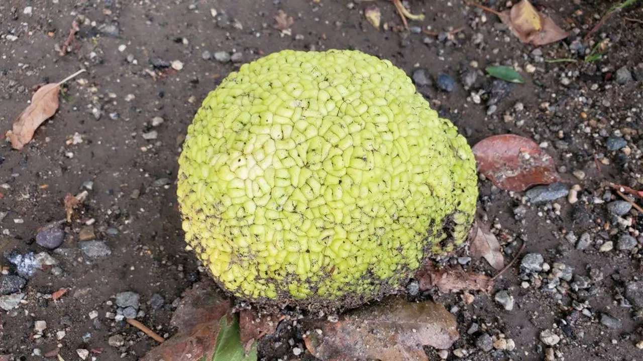 Odd fruit spotted on Upper East Side: What is an osage orange?