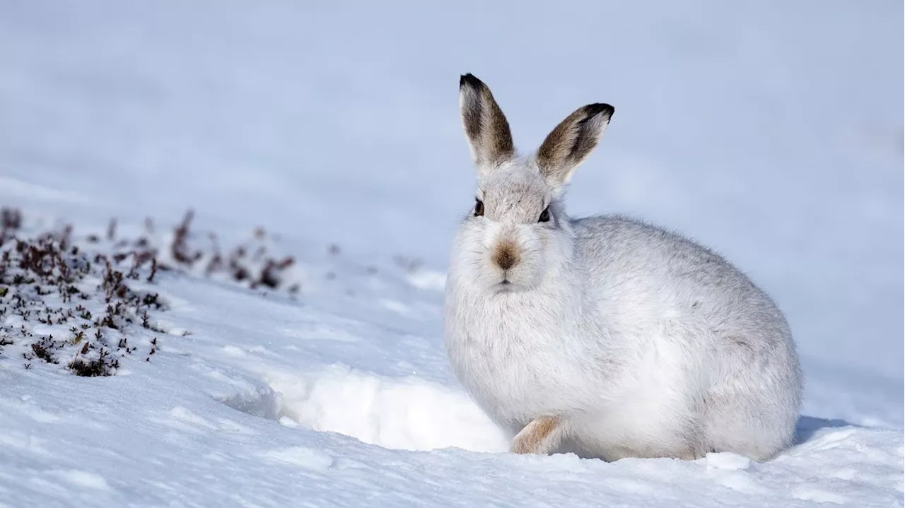  Bedrohung: Jagdbeginn auf 'Überbleibsel der Eiszeit'