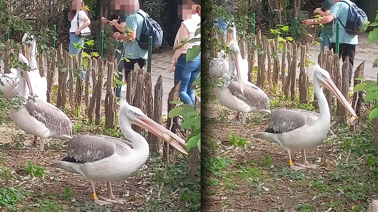  Vogel ist von der Rolle – Langschnabel als Langfinger