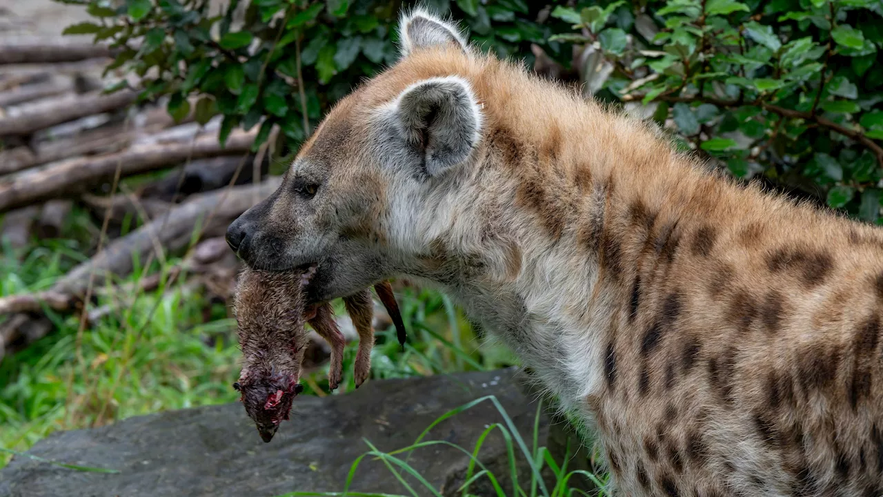  Zoo tötet drei Erdmännchen, verfüttert sie an Hyänen