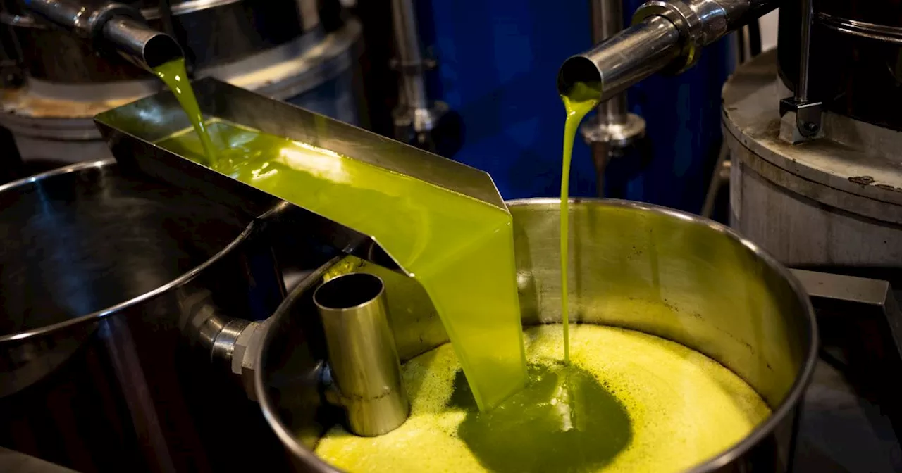 So THAT's What 'Virgin' And 'Extra-Virgin' Olive Oil Actually Means