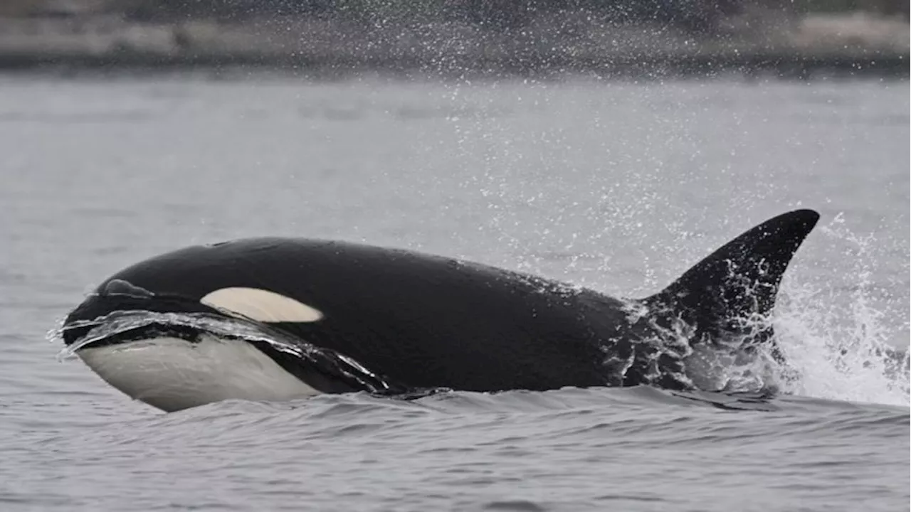 Southern Resident orcas have more diverse diet than previously thought, research reveals