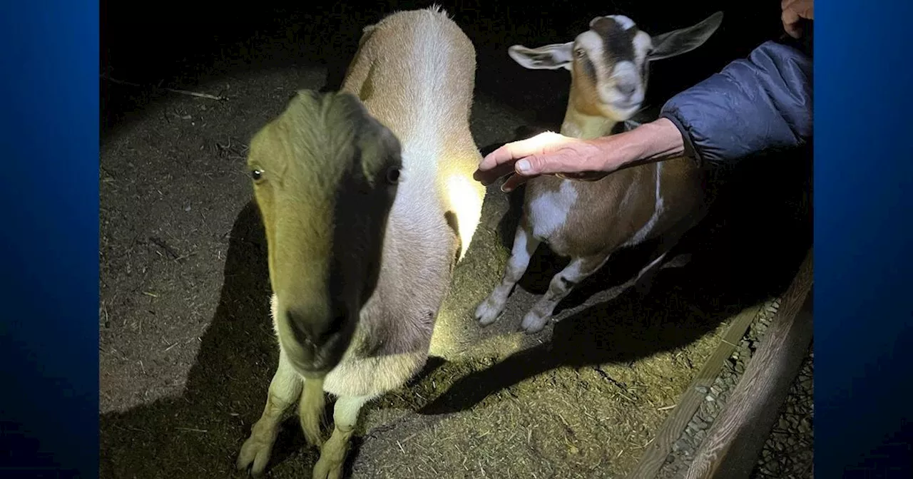 Santa Rosa man reunited with stolen goats after tip from community member