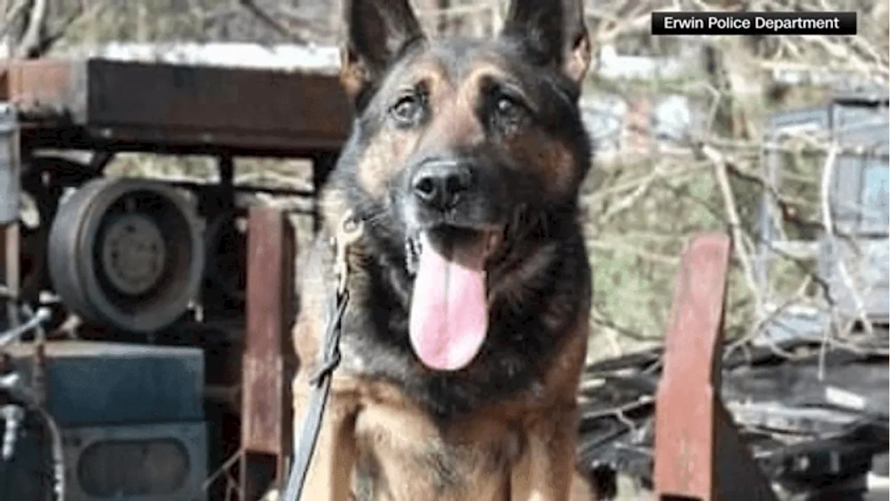 Tennessee police K-9 among victims of Hurricane Helene aftermath, authorities say