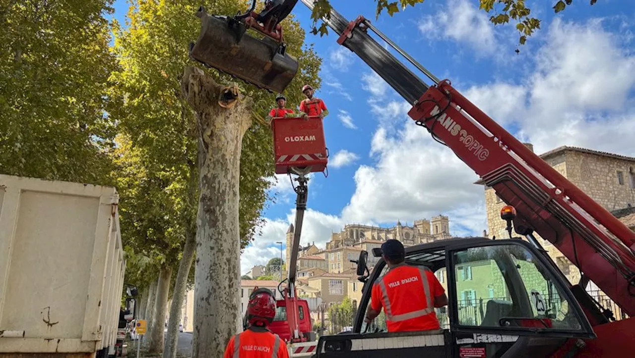 Chancre coloré : coupe claire pour les platanes malades le long du Gers à Auch