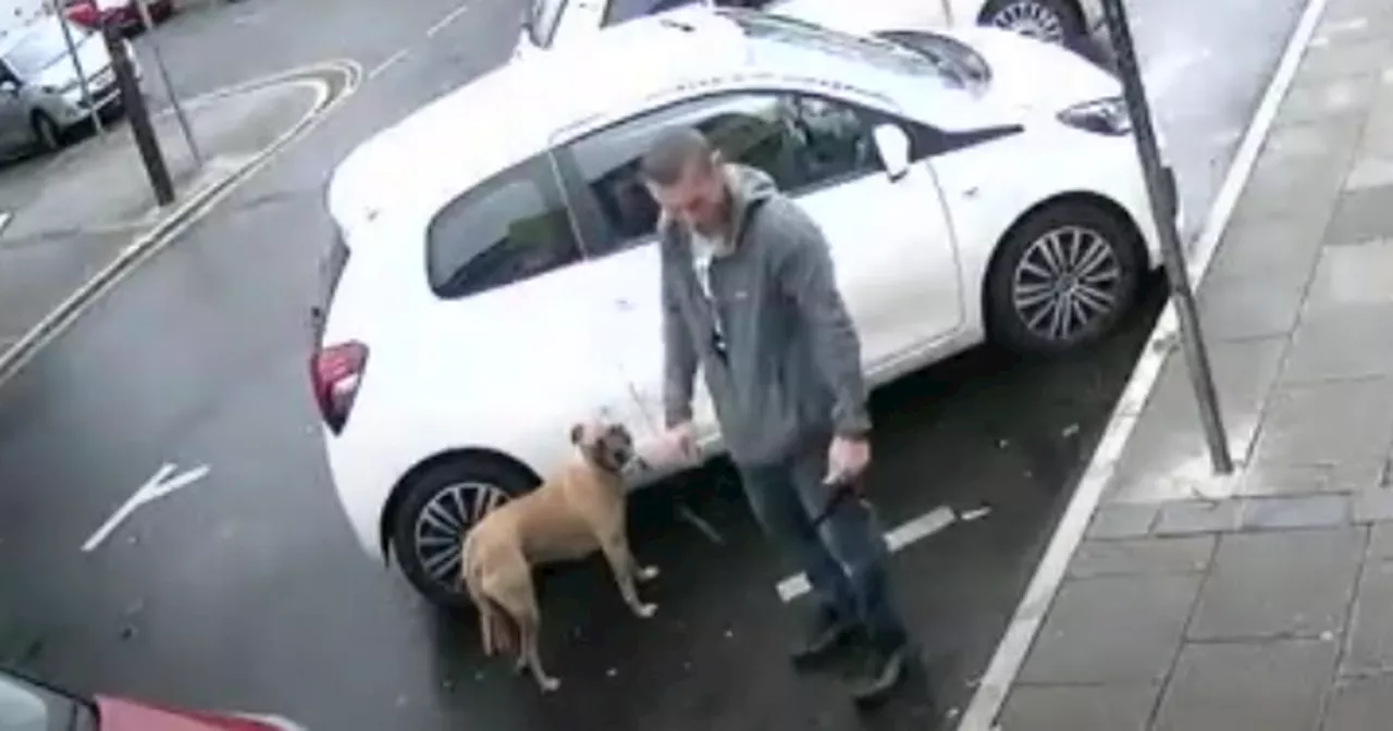 Man seen 'punching and slapping dog' in Blackpool
