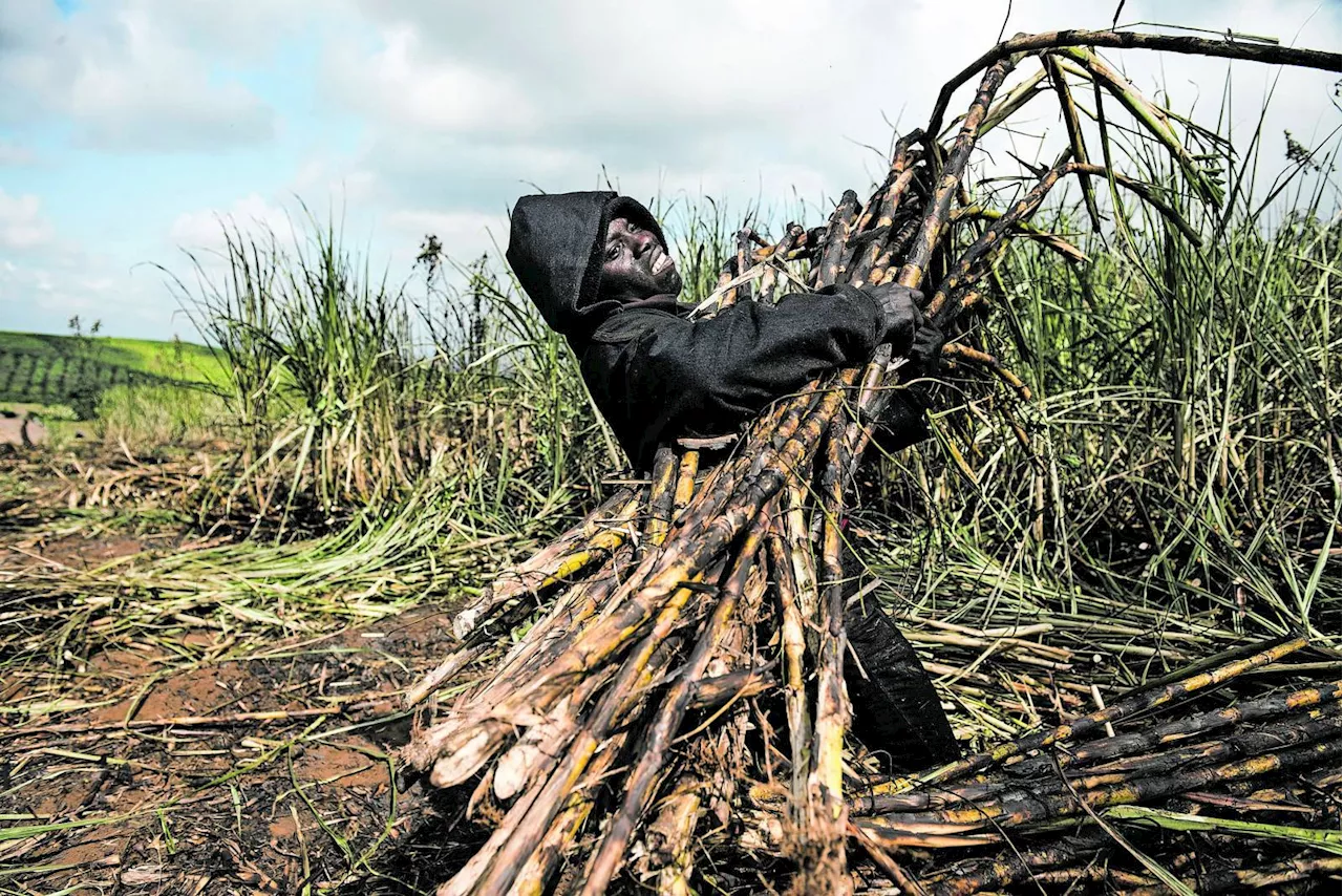 Sugar industry wants delay on increasing tax crippling the sector