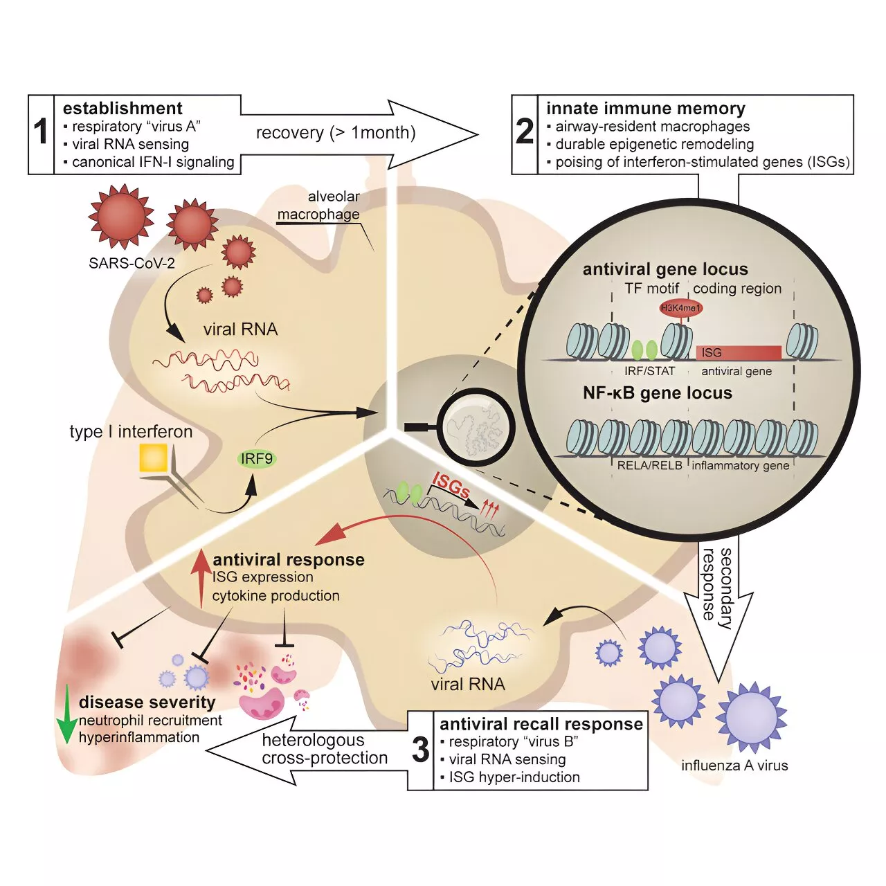 COVID-induced immune memory could protect against severe cases of flu, mouse study suggests