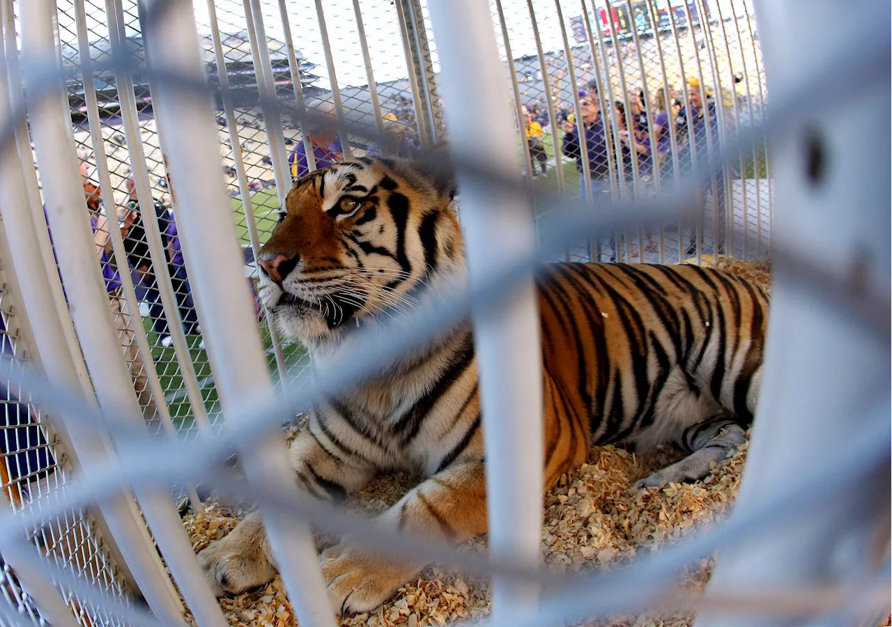 Louisiana governor supports bringing back tradition of having a live tiger at LSU football games