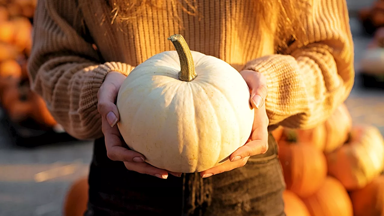 Carmel Pumpkin Roll: More Than Just a Gooey Treat