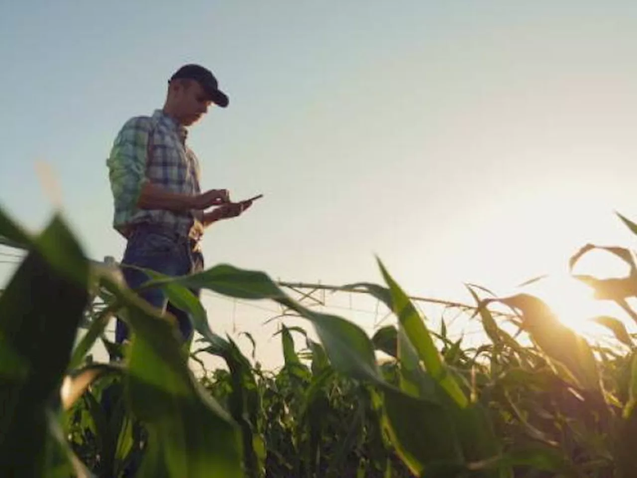 Importaciones en el sector agropecuario se redujeron en julio