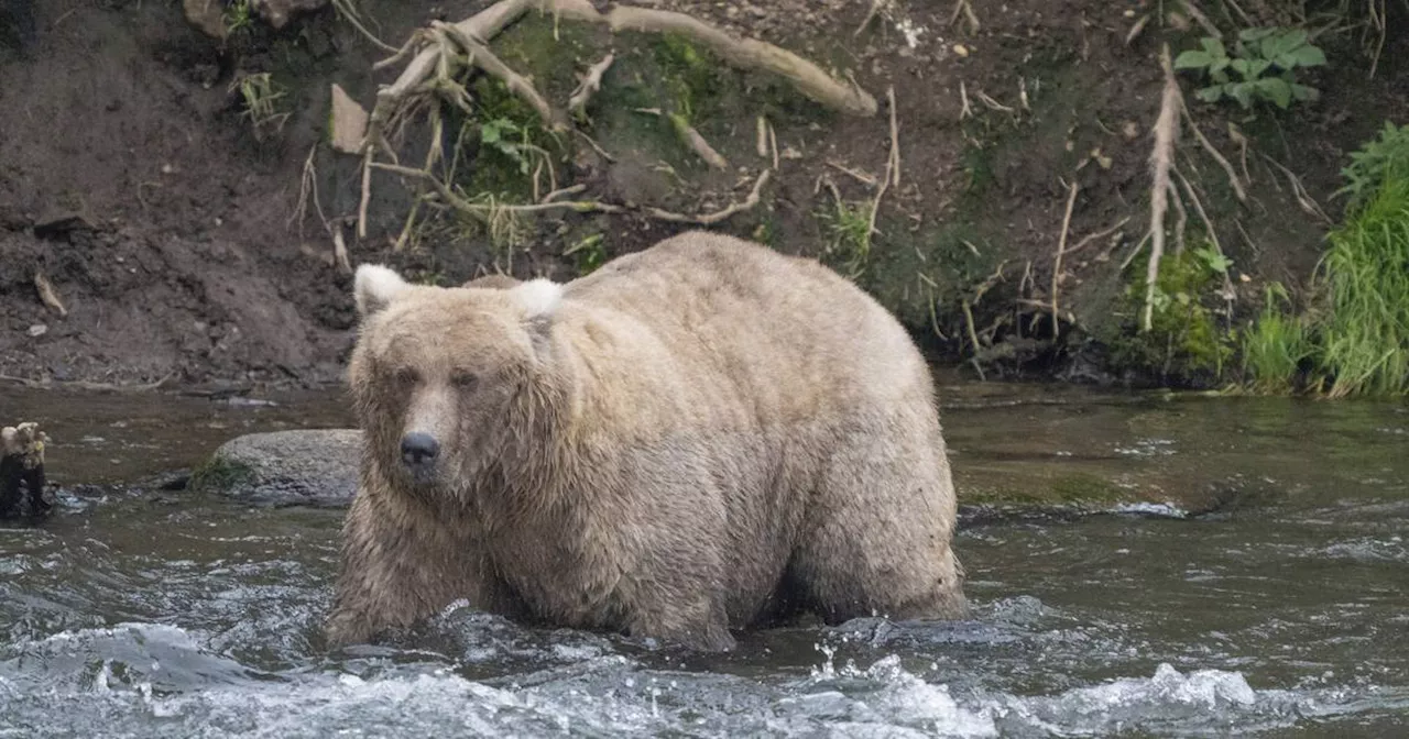 Alaska: „Fat Bear“-Wahl – Wer siegt als fettester Braunbär?