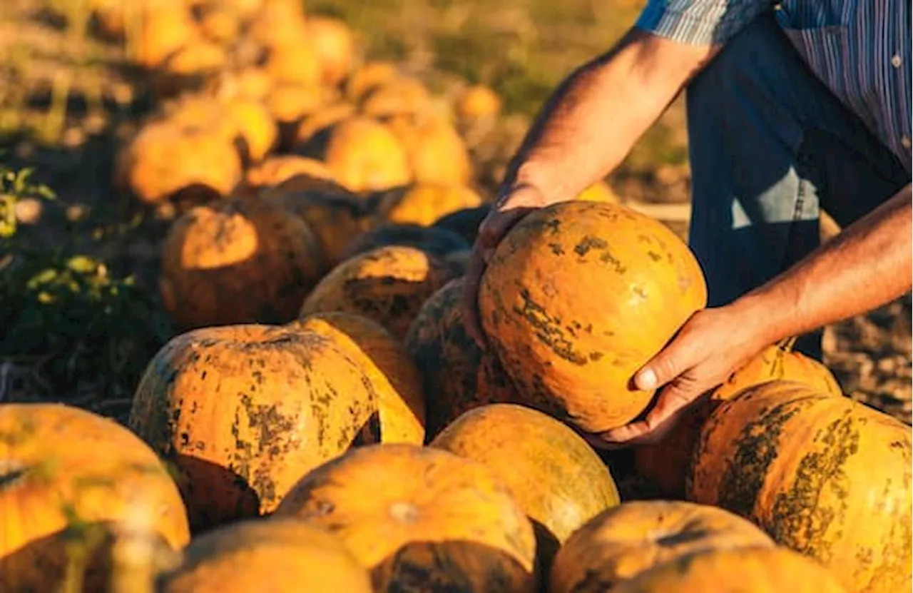 Frutta e verdura di stagione, la spesa di ottobre