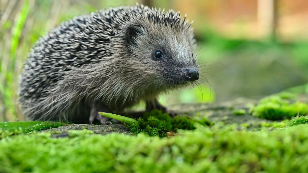 Mähroboter bedrohen Igel und kleine Tiere