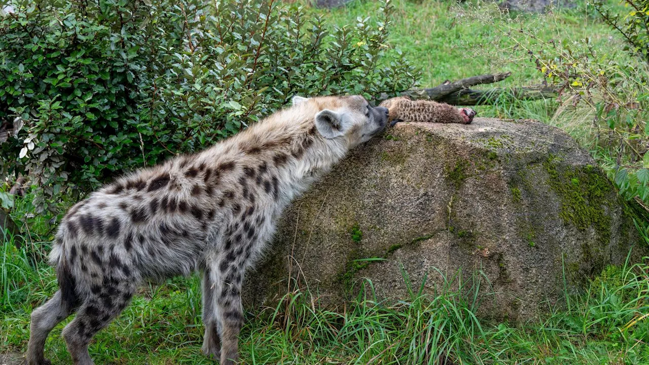 Schweiz: Erdmännchen im Zoo Zürich an Hyänen verfüttert