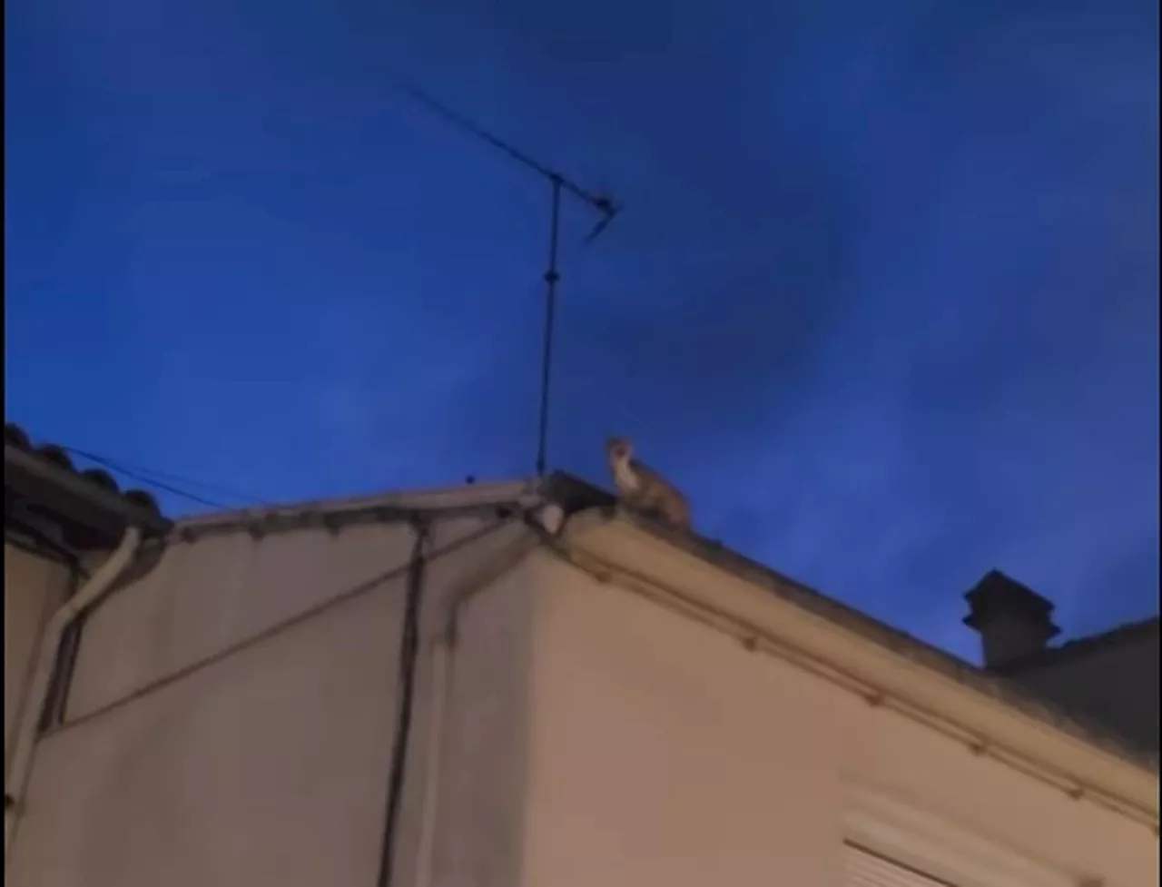 Coincés sur un toit à Marmande, Tigrou et un autre chat ont retrouvé la liberté